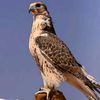 majedalqahtani199.come2