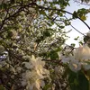 alina_lis86