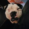 buddyboythebulldog