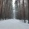 panda_4359