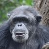 apedude1
