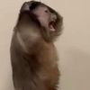 andypandyy72
