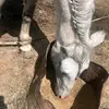 hanona_alaoui