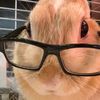 bunnychaoss