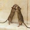rats_r_real