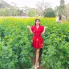 khoai_lang.142