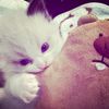 ifvstruee__0