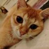 cheese_burger631