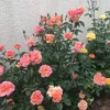 slemany_12