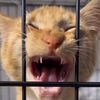 iamteef