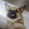 sau_..rom