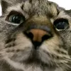 😸のぶえ🦍