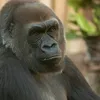 mr.gorilla1996