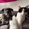 bear.and.his.cat