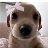 .linh_vo