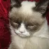 best.cat