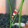 theshrimplounge