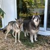 swampwolves