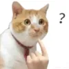 tthh_bong29