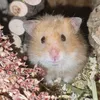 feycallisto