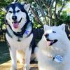waterwolfproductions