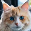 madhattercats