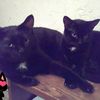 cattytomfoolery