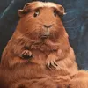 baconboi375