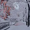 blossom_2509