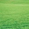 thesacredlawn