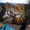 tigerking208