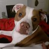 roscoe4867