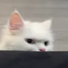 _boubxx_200