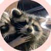 kingraccoon43
