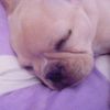 tuesdayswithtilly