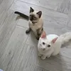 rienafaireici77