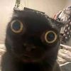 cat134213cat