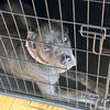 moxithecanecorso