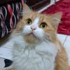 loay_chef