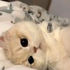keily_nicol_