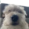 bowiesierrr