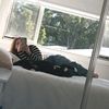 smolbeansocks