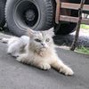 tiga_poetra