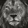 leo_999