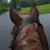 susi_flitzepony