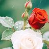 z7097766gmail.com