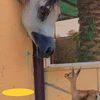 majed..5