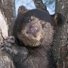 bigolebear