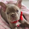 chanellabulldog