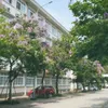 _micaytaodau
